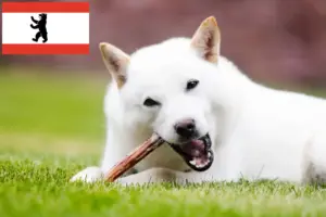 Read more about the article Hokkaido tenyésztők és kiskutyák Berlinben