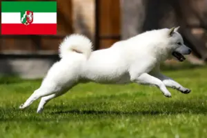 Read more about the article Hokkaido tenyésztők és kiskutyák Észak-Rajna-Vesztfália területén