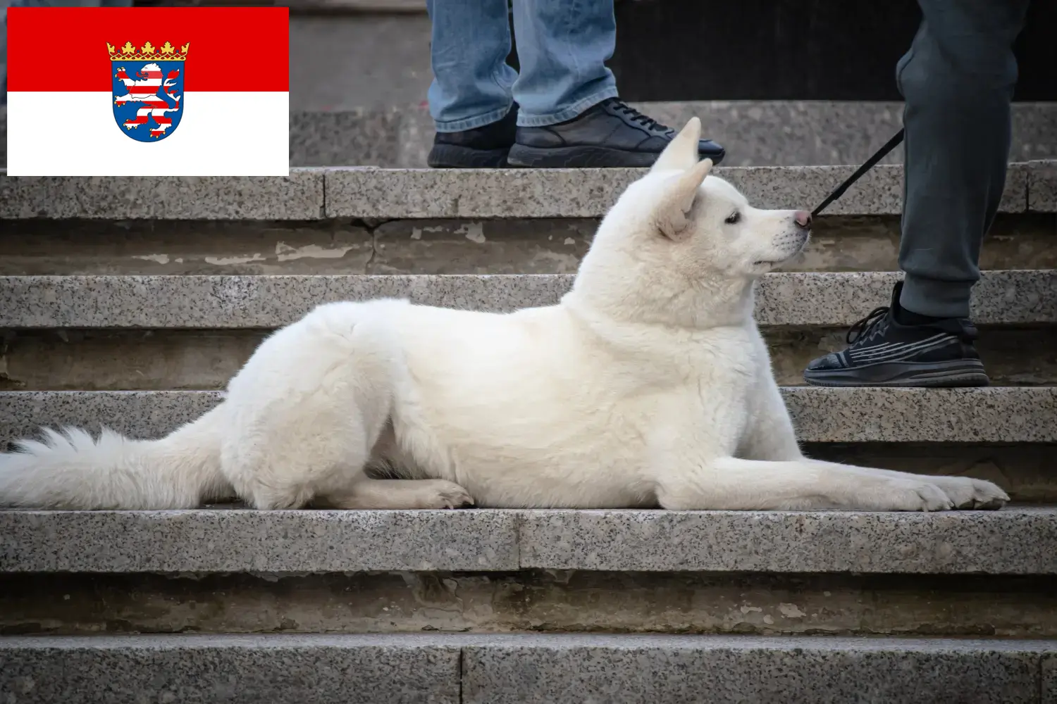 Hokkaido kiskutyák és tenyésztők Hessen Itt találhat hokkaidói tenyésztőket Hessenben.
