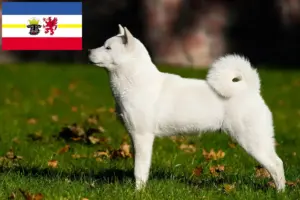 Read more about the article Hokkaido tenyésztők és kiskutyák Mecklenburg-Vorpommernben