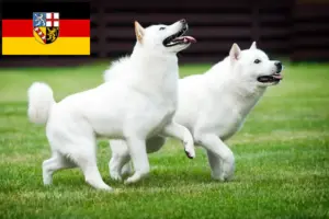 Read more about the article Hokkaido tenyésztők és kölyökkutyák Saar-vidéken