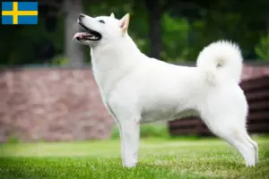 Read more about the article Hokkaido tenyésztők és kiskutyák Svédországban