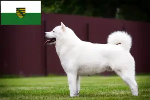 Read more about the article Hokkaido tenyésztők és kölykök Szászországban