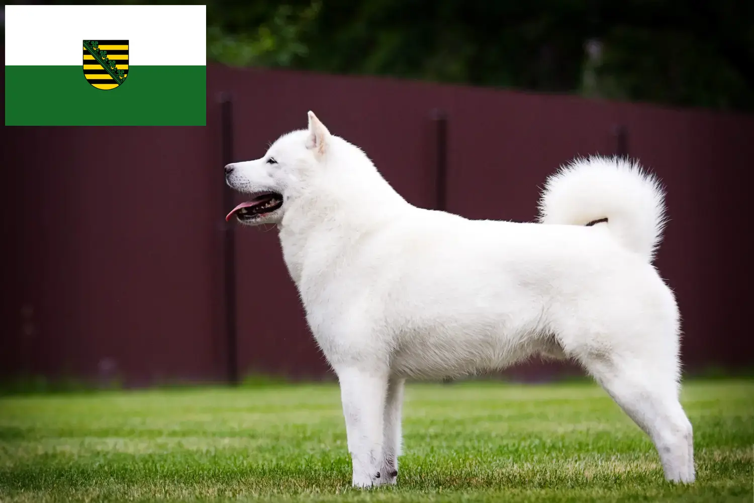 Read more about the article Hokkaido tenyésztők és kölykök Szászországban