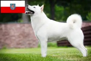Read more about the article Hokkaido tenyésztők és kölyökkutyák Türingiában
