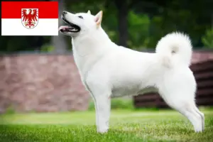 Read more about the article Hokkaido tenyésztők és kölykök Brandenburgban