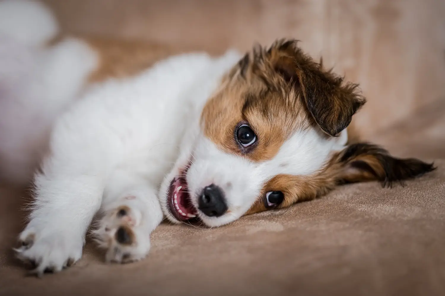 Holland Kooikerhondje kiskutya vásárlása felelősségvállalást jelent! Vásároljon holland Kooikerhondje kiskutyákat.