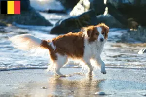 Read more about the article Holland Kooikerhondje tenyésztők és kölykök Belgiumban