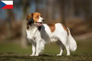 Read more about the article Holland Kooikerhondje tenyésztők és kölykök Csehországban