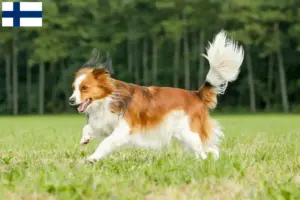 Read more about the article Holland Kooikerhondje tenyésztők és kölykök Finnországban