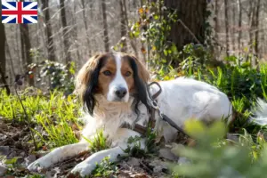 Read more about the article Holland Kooikerhondje tenyésztők és kölykök Nagy-Britanniában