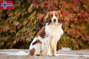 Read more about the article Holland Kooikerhondje tenyésztők és kölykök Norvégiában