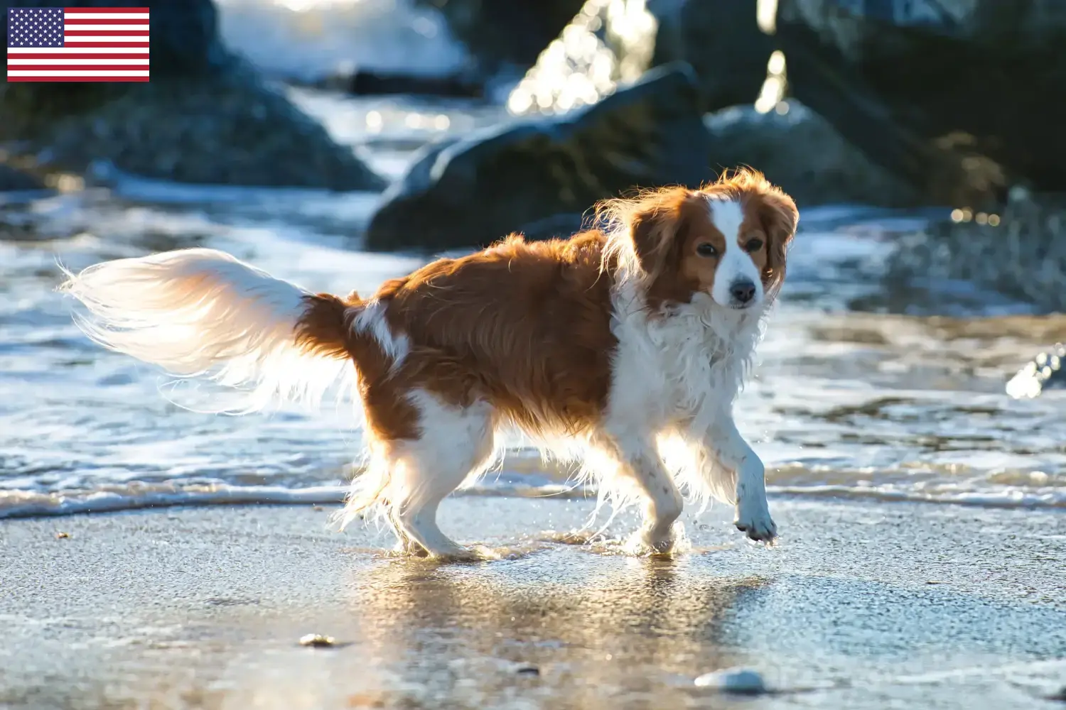 Holland Kooikerhondje kiskutyák és tenyésztők USA Itt találhatsz Nederlandse Kooikerhondje tenyésztőket az USA-ban.