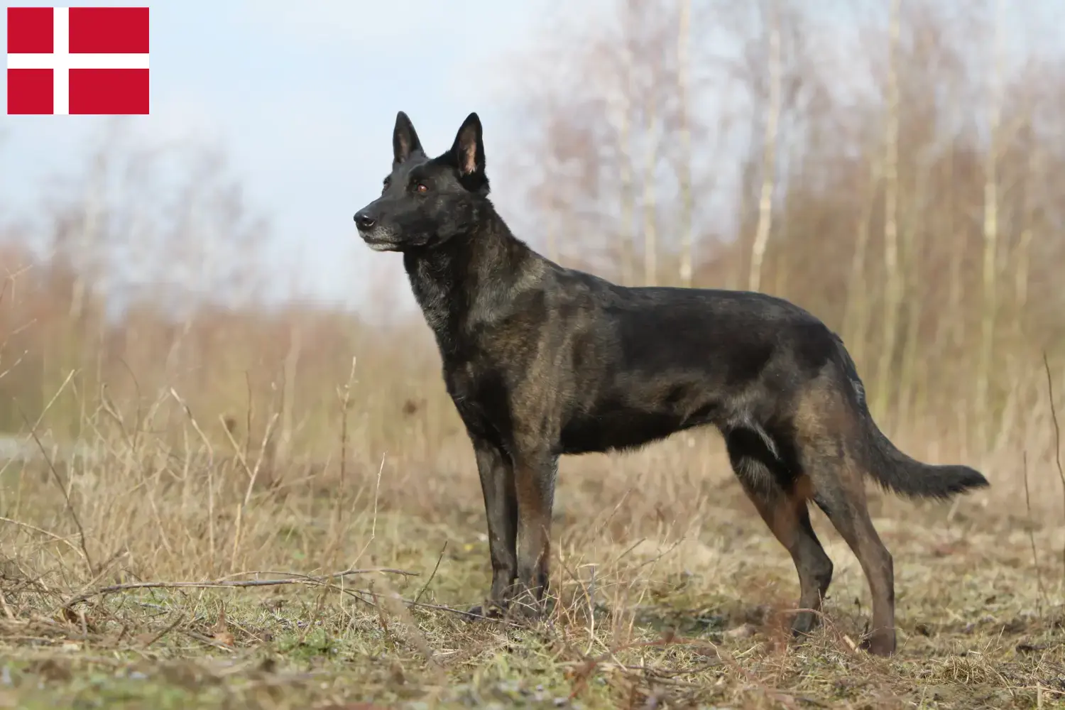 Hollandse Herdershond kiskutyák és tenyésztők Dánia Itt talál Hollandse Herdershonden tenyésztőket Dániában.