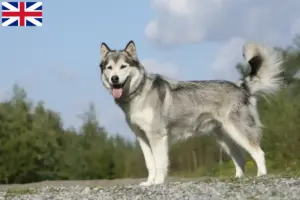 Read more about the article Husky tenyésztők és kiskutyák Nagy-Britanniában