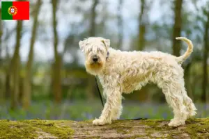 Read more about the article Ír Soft Coated Wheaten Terrier tenyésztők és kölykök Portugáliában