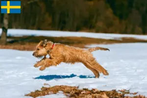 Read more about the article Ír Soft Coated Wheaten Terrier tenyésztők és kölykök Svédországban