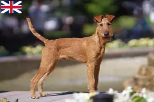 Read more about the article Ír terrier tenyésztők és kölykök Nagy-Britanniában