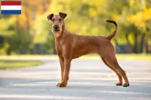 Read more about the article Ír terrier tenyésztők és kölykök Hollandiában