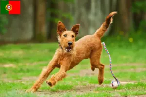 Read more about the article Ír terrier tenyésztők és kiskutyák Portugáliában