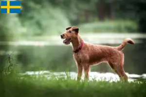 Read more about the article Ír terrier tenyésztők és kölykök Svédországban