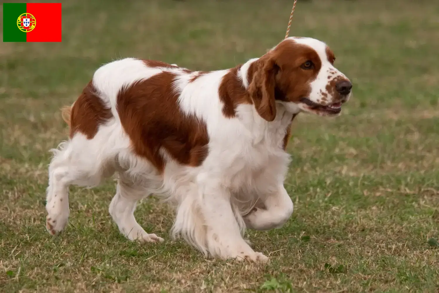 Ír vörös és fehér szetter kölykök és tenyésztők Portugália Keressen Irish Red and White Setter tenyésztőket Portugália területén.