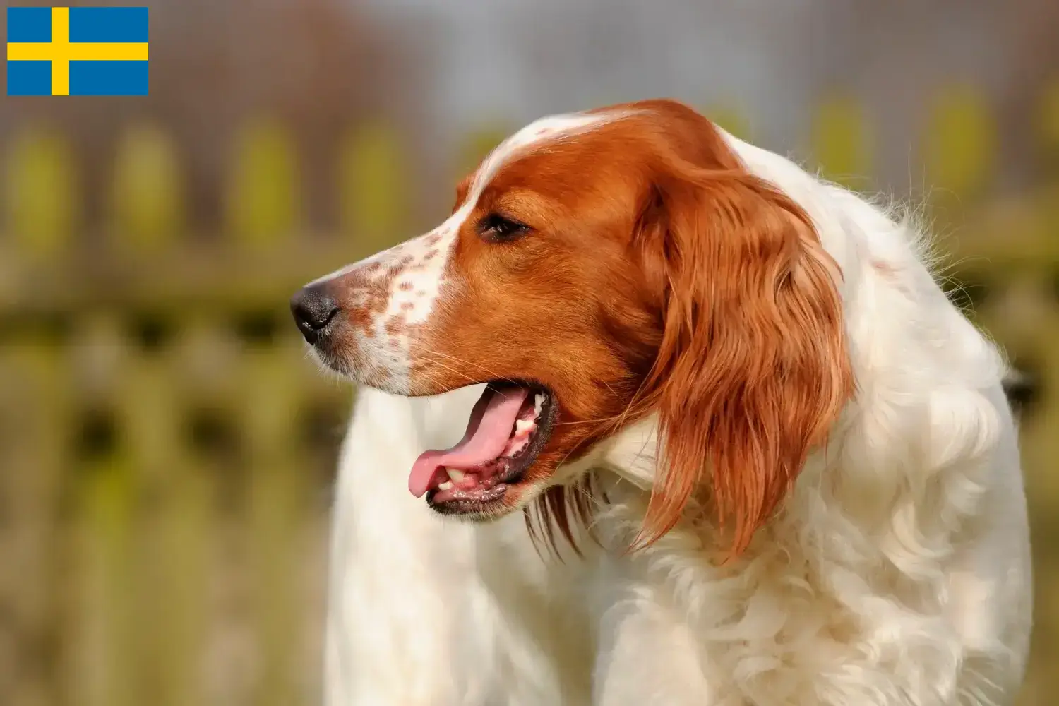 Ír vörös és fehér szetter kölykök és tenyésztők Svédországban Keressen Irish Red and White Setter tenyésztőket Svédországban.