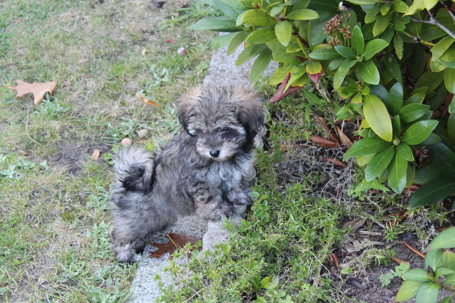 Egy ír Glen of Imaal terrier kölyökkutya megvásárlása felelősségvállalást jelent! Vásároljon ír Glen of Imaal terrier kölyökkutyákat.