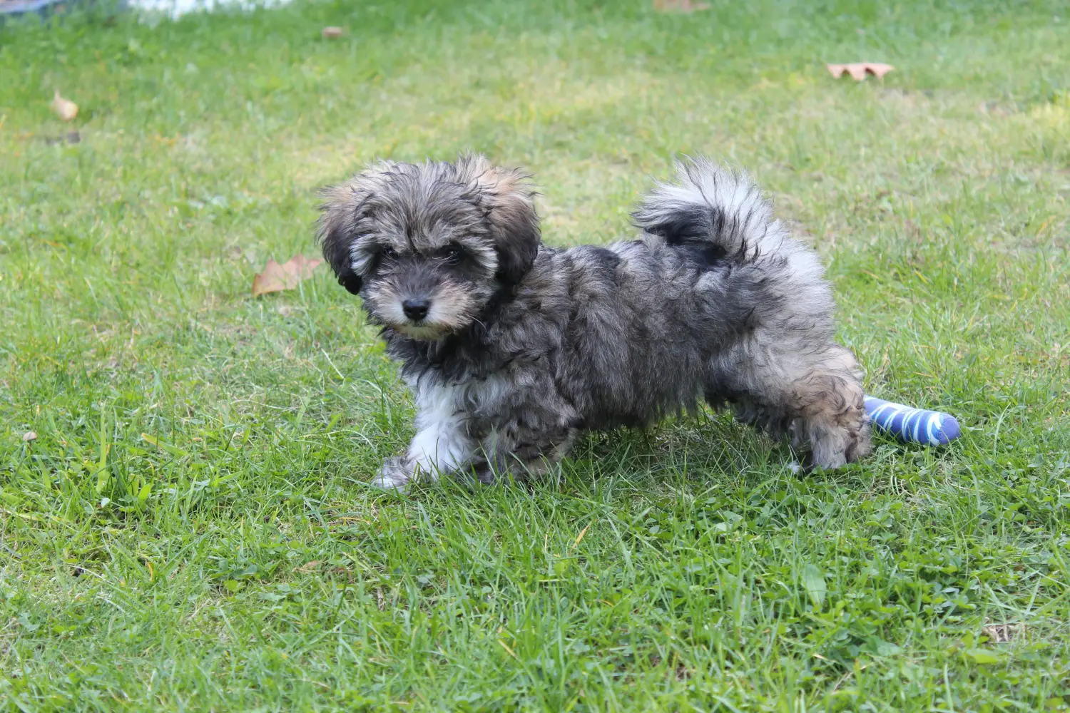 Egy ír Glen of Imaal terrier kölyökkutya megvásárlása felelősségvállalást jelent! Vásároljon ír Glen of Imaal terrier kölyökkutyákat.
