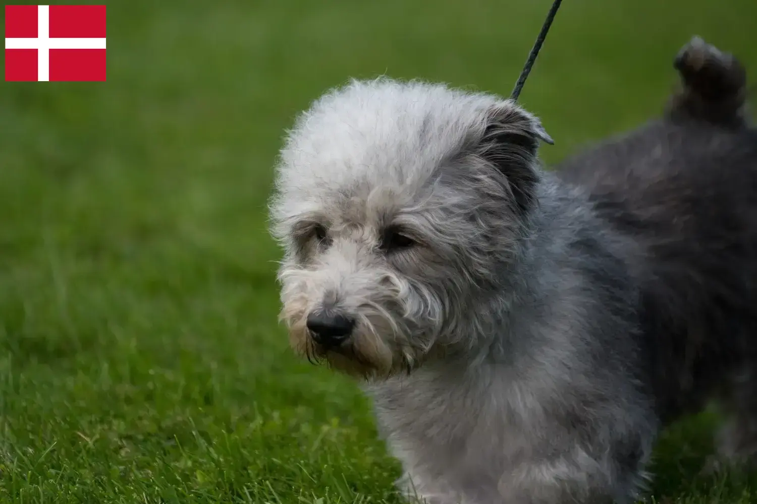 Irish Glen of Imaal Terrier kiskutyák és tenyésztők Dánia Dániában található ír Glen of Imaal terrier tenyésztőket itt találja.