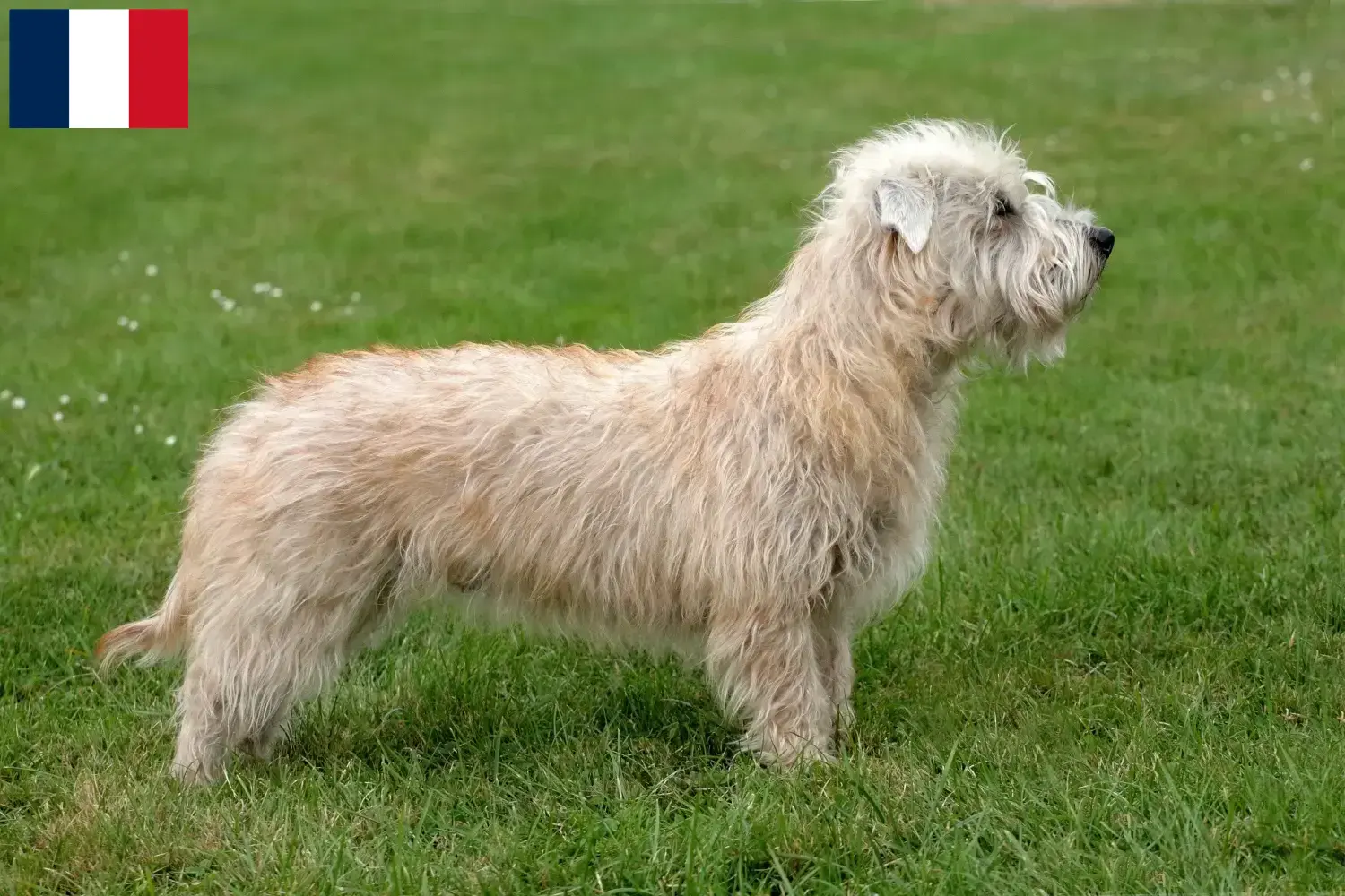 Irish Glen of Imaal Terrier kiskutyák és tenyésztők Franciaország Itt találja meg az Irish Glen of Imaal terrier tenyésztőket Franciaországban.
