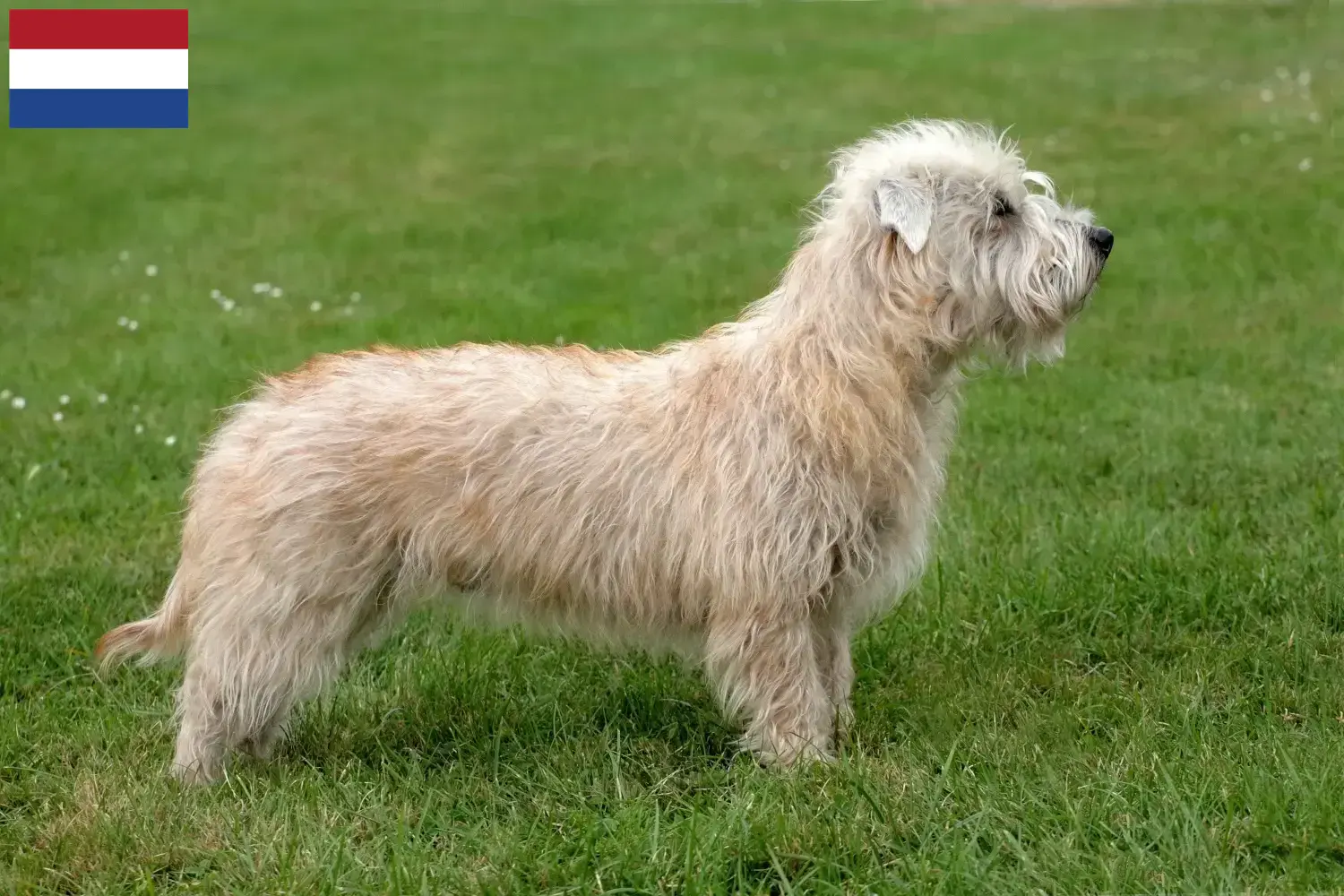 Irish Glen of Imaal Terrier kiskutyák és tenyésztők Hollandia Találd meg itt az Irish Glen of Imaal Terrier tenyésztőket Hollandiában.