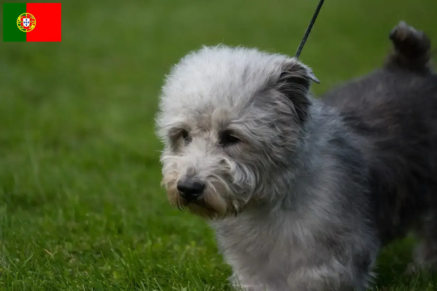 Irish Glen of Imaal Terrier kiskutyák és tenyésztők Portugália Itt találja meg az Irish Glen of Imaal Terrier tenyésztőket Portugáliában.