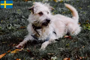 Read more about the article Irish Glen of Imaal Terrier tenyésztők és kölykök Svédországban