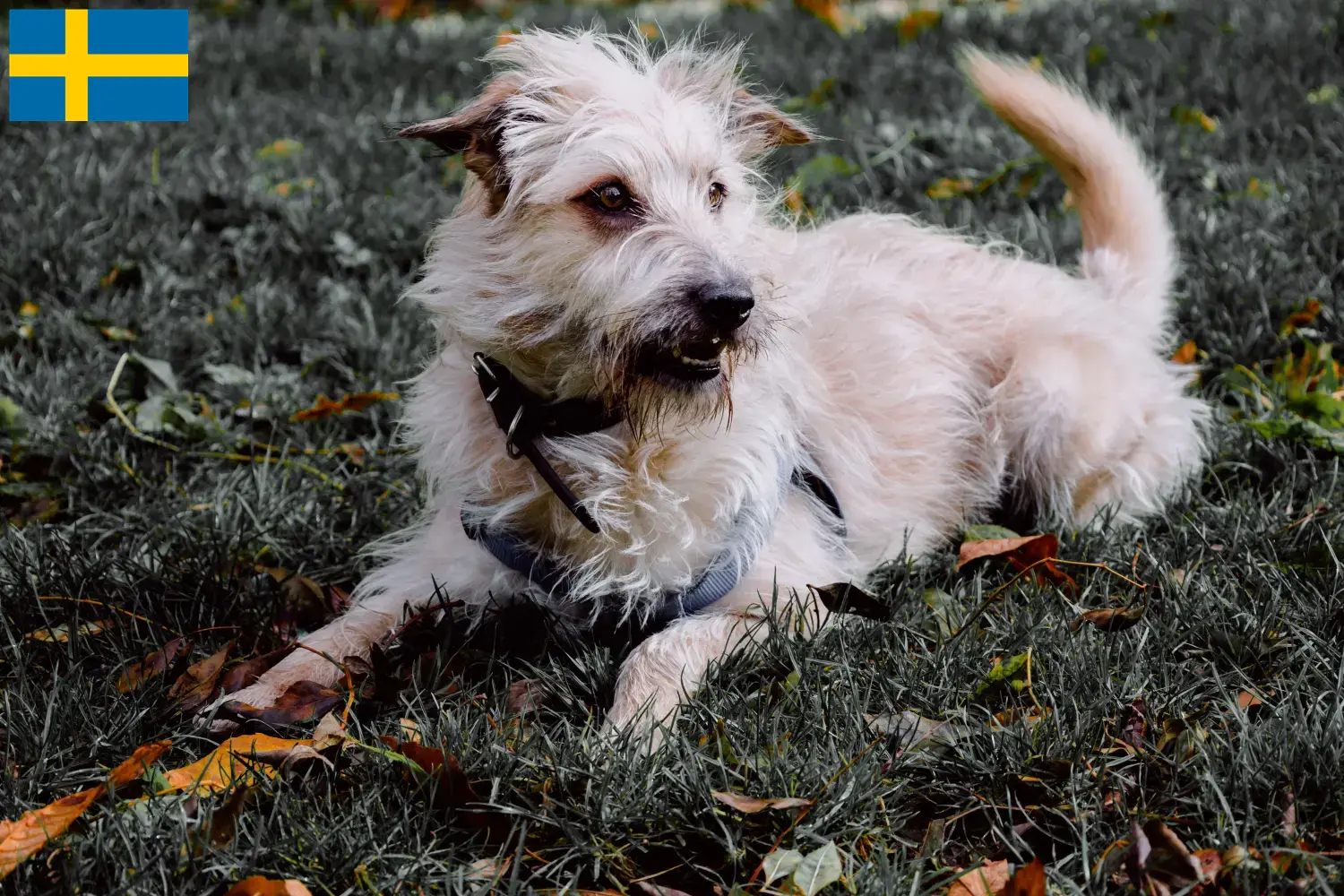 Irish Glen of Imaal Terrier kiskutyák és tenyésztők Svédország Itt találja meg az Irish Glen of Imaal Terrier tenyésztőket Svédországban.