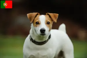 Read more about the article Jack Russell tenyésztők és kiskutyák Portugáliában