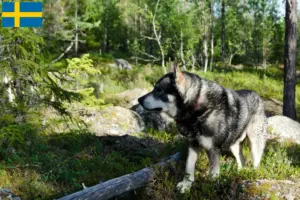 Read more about the article Jämthund tenyésztők és kiskutyák Svédországban