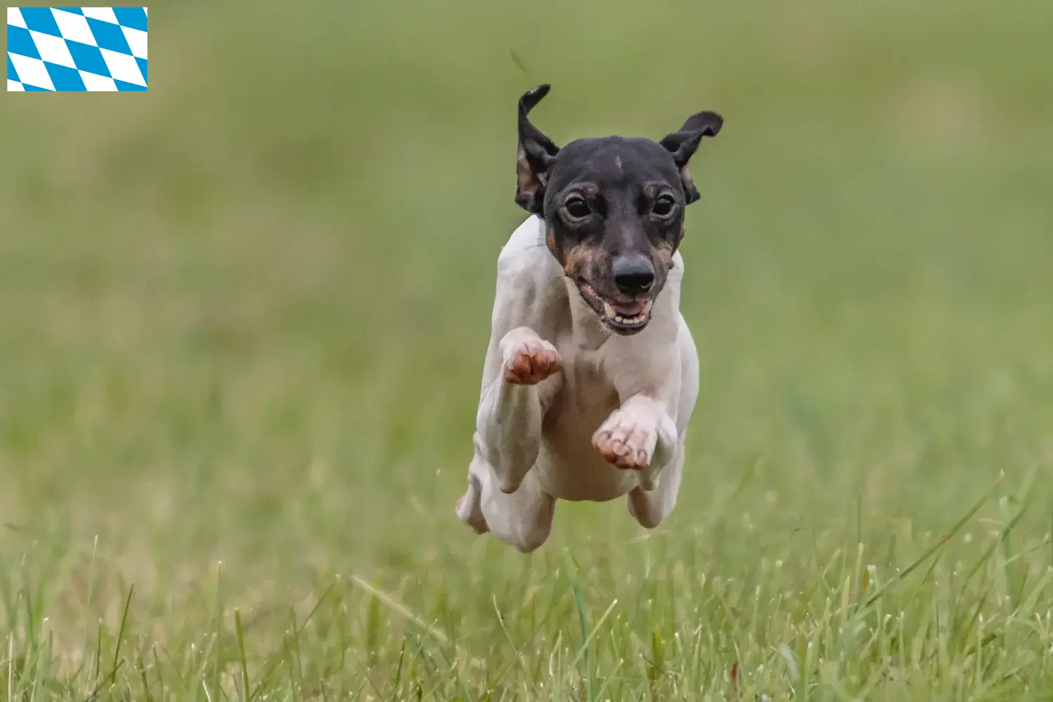 Japán terrier kiskutyák és tenyésztők Bajorország Bajorországi japán terrier tenyésztőket itt találsz.