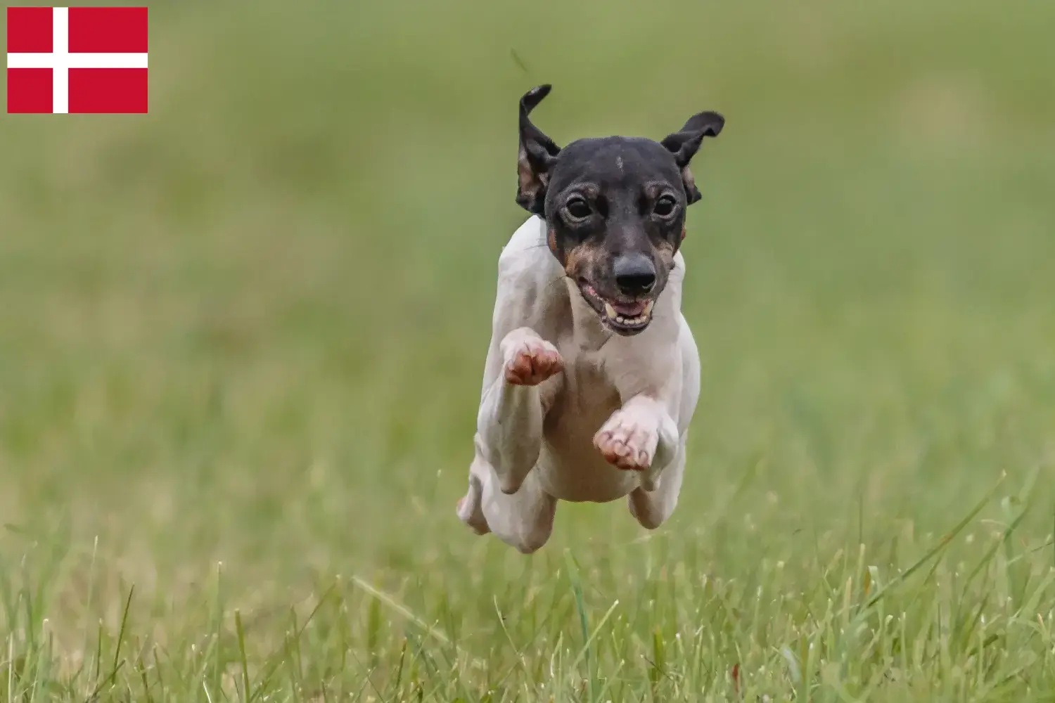 Japán terrier kiskutyák és tenyésztők Dánia Japán terrier tenyésztőket Dánia területén itt találsz.
