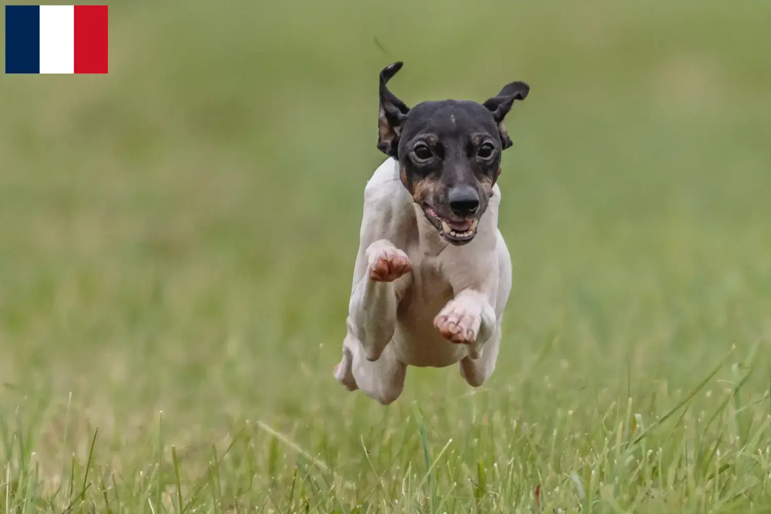 Japán terrier kiskutyák és tenyésztők Franciaország Japán terrier tenyésztőket Franciaországban itt találsz.