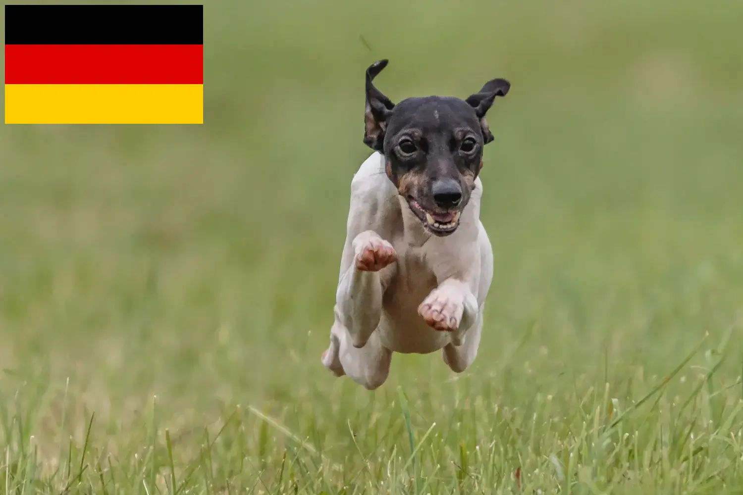 Read more about the article Japán terrier tenyésztők és kiskutyák Németországban