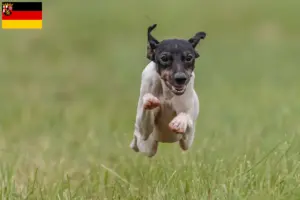 Read more about the article Japán terrier tenyésztők és kiskutyák Rajna-vidék-Pfalzban