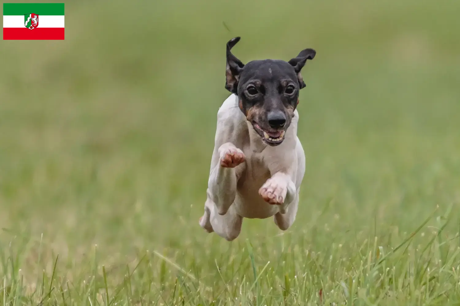 Japán terrier kiskutyák és tenyésztők Észak-Rajna-Vesztfália Itt talál japán terrier tenyésztőket Észak-Rajna-Vesztfália területén.