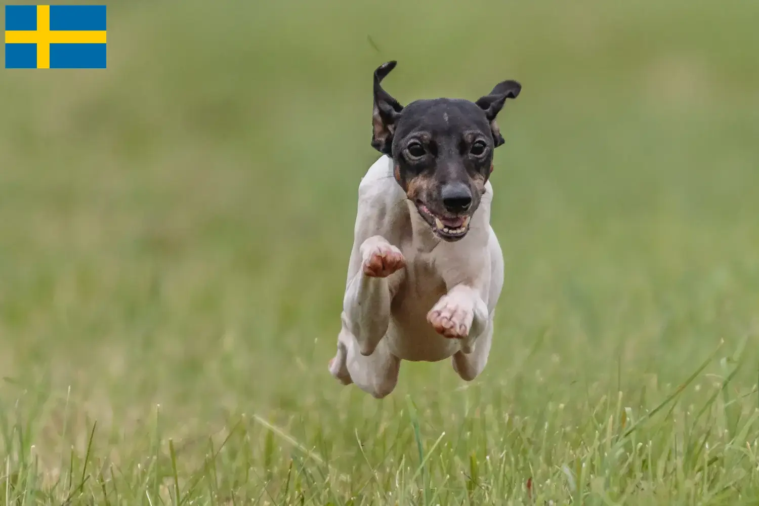 Japán terrier kiskutyák és tenyésztők Svédországban Japán terrier tenyésztőket Svédországban itt találsz.