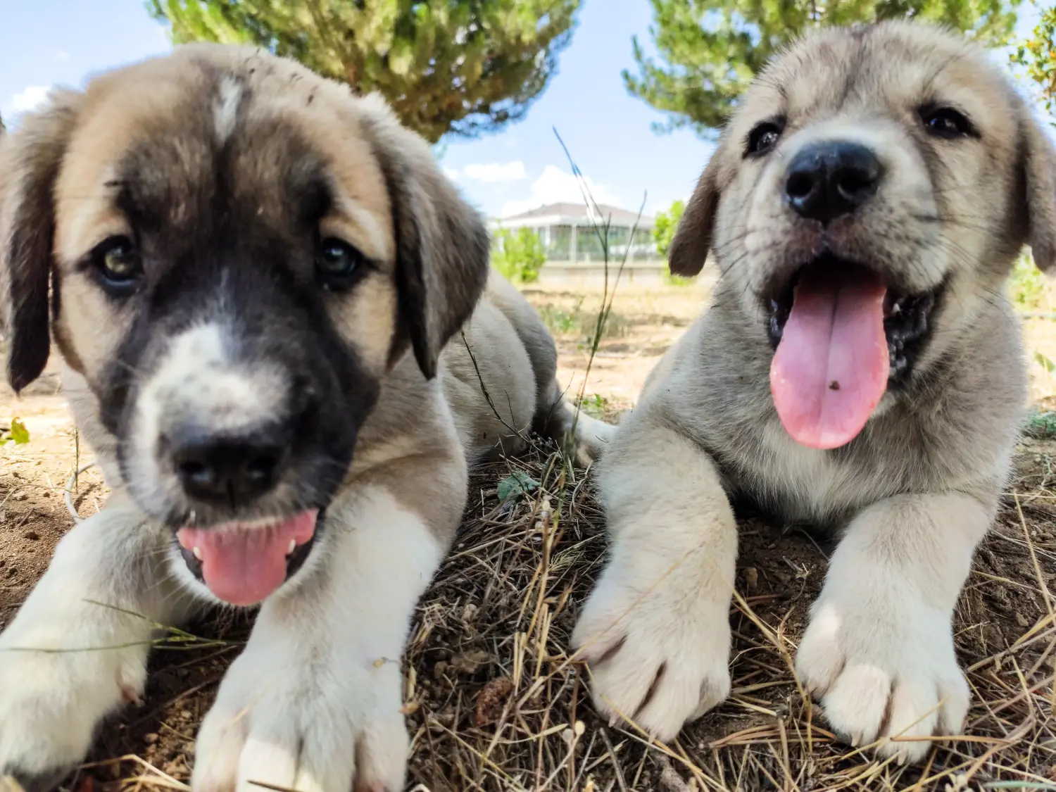 Kangal kölyökkutya vásárlása felelősségvállalást jelent! Kangal kölyökkutyák vásárlása.