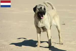 Read more about the article Kangal tenyésztők és kölykök Hollandiában