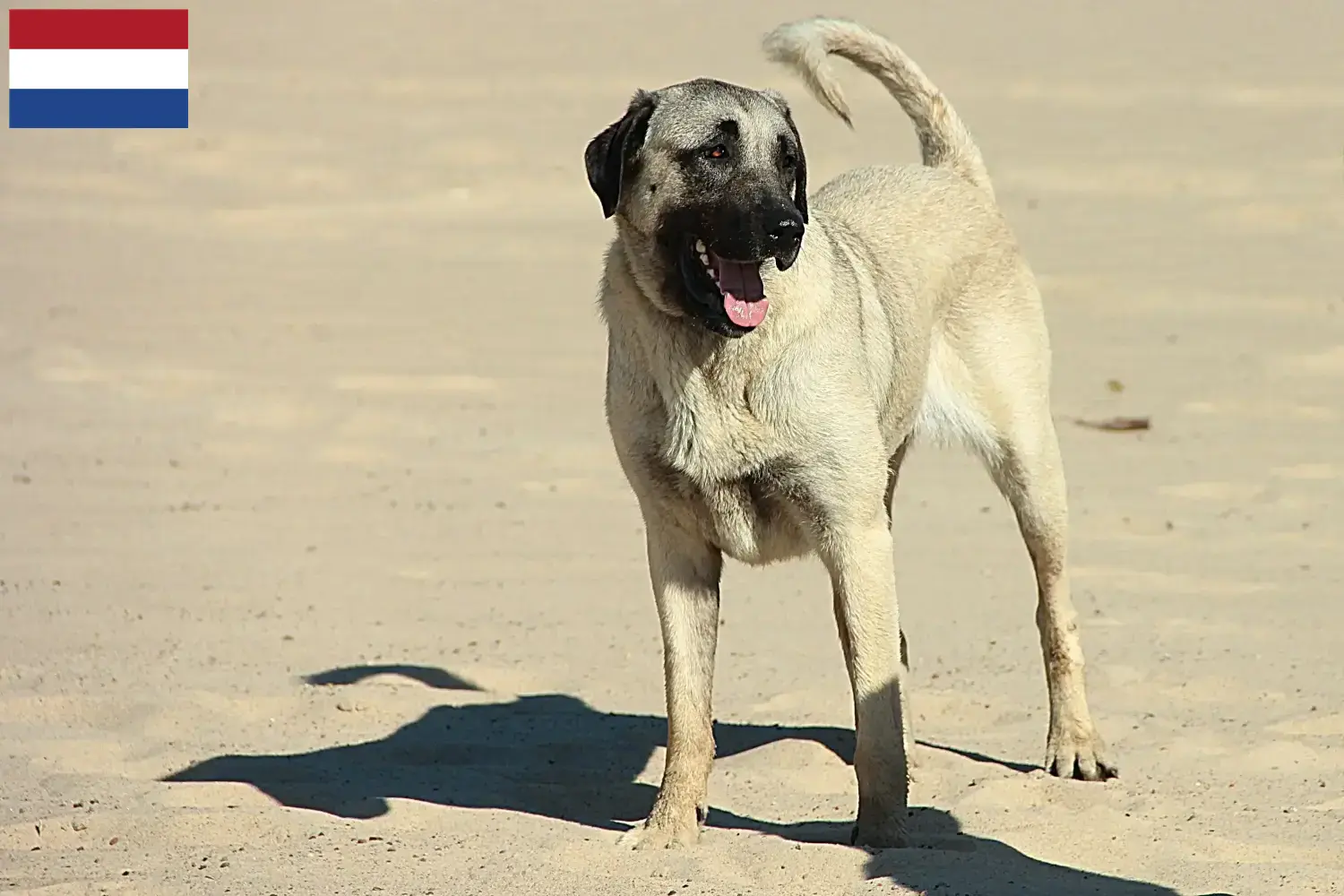 Kangal kiskutyák és tenyésztők Hollandia Itt megtalálja a Kangal tenyésztőket Hollandiában.
