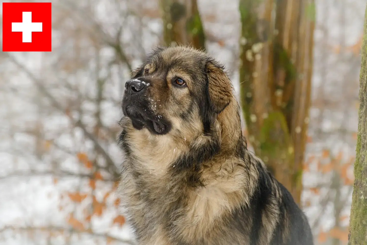 Karst Sheepdog kölykök és tenyésztők Svájcban Itt megtalálhatja a Karst Sheepdog tenyésztőket Svájcban.