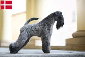 Read more about the article Kerry Blue Terrier tenyésztők és kiskutyák Dánia területén
