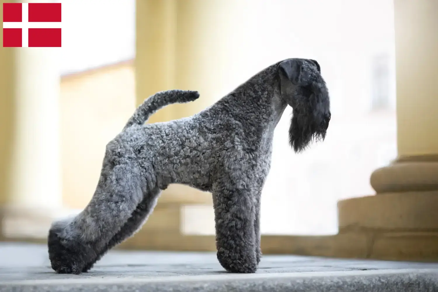 Kerry Blue Terrier kiskutyák és tenyésztők Dánia Kerry blue terrier tenyésztők keresése Dánia területén.